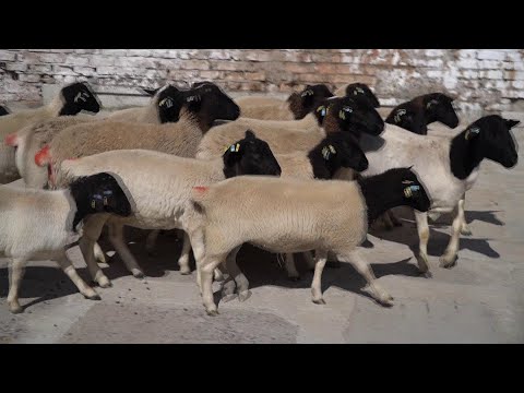 Видео: Редкую породу баранов из Австралии за $2.5 тыс привезли в Бишкек / НТС