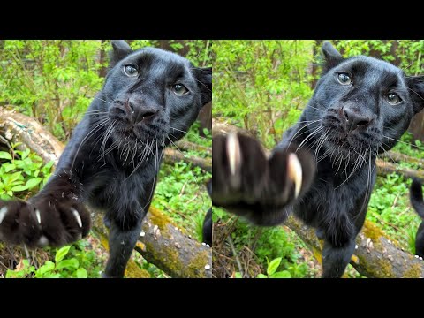 Видео: Пантера Луна и Венза провожают весну😸🎉❤️