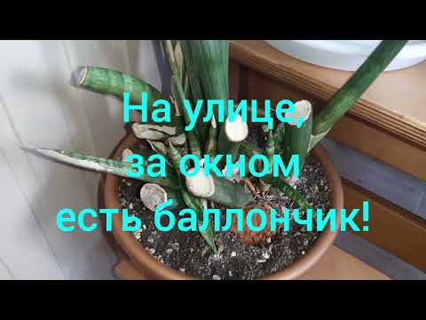 Видео: А У НАС ЗИМА! Обзор цветов на балконе. 15.02.2023.