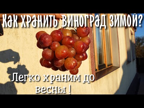 Видео: Эти сорта можно хранить зимой и до весны. Простой и рабочий способ хранения свежего винограда