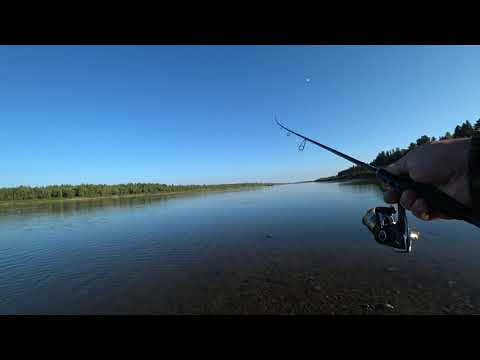 Видео: Рыбалка на спиннинг с берега на реке Обь