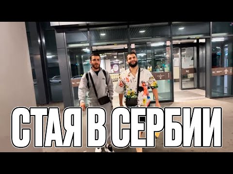 Видео: СТАЯ В СЕРБИИ! РЕНАТКО И СТИЛ ПРИЛЕТЕЛИ К ЭВЕЛОНУ В СЕРБИЮ!