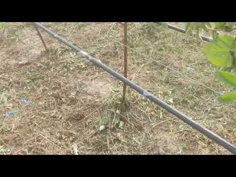 Видео: Подвесной полив на малине, ежевике и голубике. Преимущества
