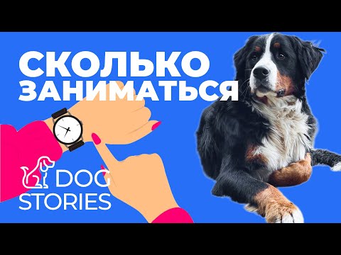 Видео: Сколько и как заниматься с собакой? 🐕 Вот как надо