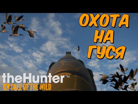 Видео: ОХОТА НА КАНАДСКУЮ КАЗАРКУ В theHunter Call of the Wild