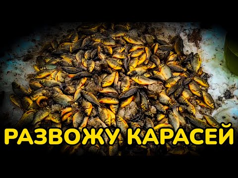 Видео: Как я развожу ЗОЛОТЫХ КАРАСЕЙ в пруду! Секреты УСПЕШНОГО разведения у себя на участке!