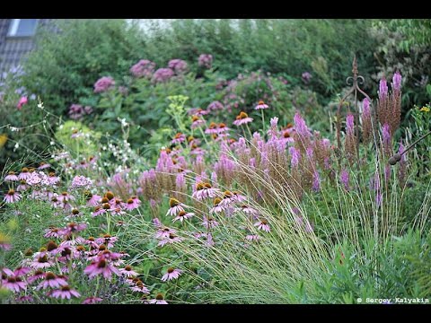 Видео: Засуха в моем саду в начале августа