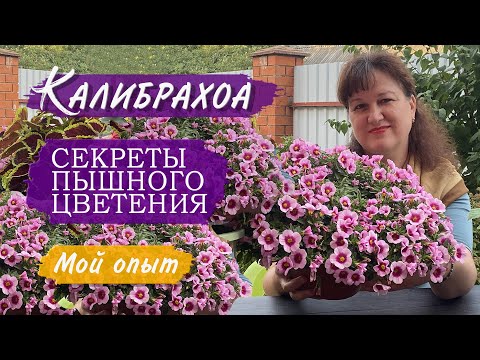 Видео: Калибрахоа в кашпо. Секреты выращивания