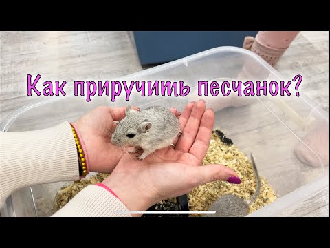 Видео: КАК ПРИРУЧИТЬ ПЕСЧАНОК ?