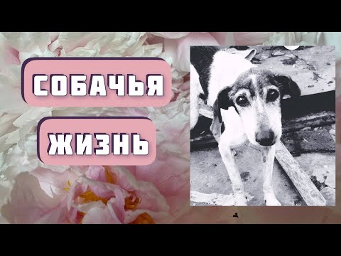 Видео: СОБАЧЬЯ ЖИЗНЬ. Рассказ Алены Даль читает Светлана Копылова