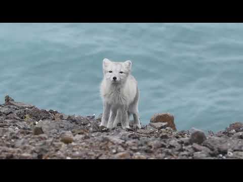Видео: Новая Земля
