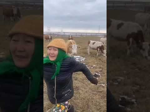Видео: "Арай биирдэ... дэриэбинэҕэ", "Быара суохтар" бөлөх, Чурапчы, салайааччы Мария Дьячковская