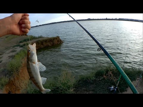 Видео: ВОТ ЧТО ЛЮБИТ СУДАК В СЕНТЯБРЕ. Ловля СУДАКА на донку