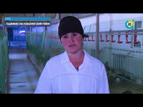 Видео: Ховалинг: край целебных источников, меда и драгоценного металла