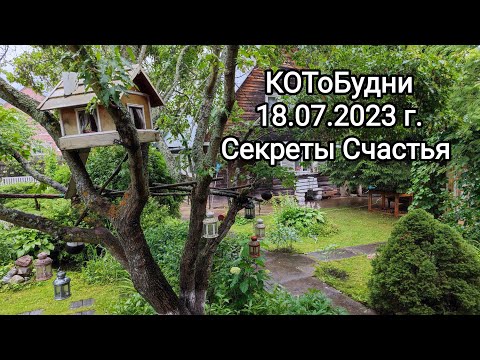 Видео: КОТоБУДНИ, 18 июля 2023 г. или Что такое Счастье?!