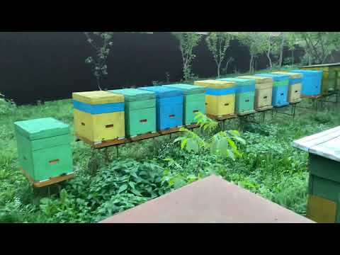 Видео: Результат меня шокировал. Обработка пчёл от клеща варроа методом пролива.