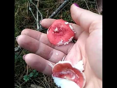 Видео: КАК ОТЛИЧИТЬ СЪЕДОБНЫЕ ГРИБЫ, СОБИРАЕМ СЫРОЕЖКИ