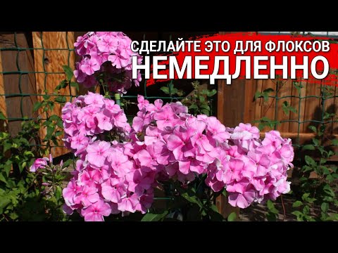 Видео: Сделайте это для Флоксов немедленно