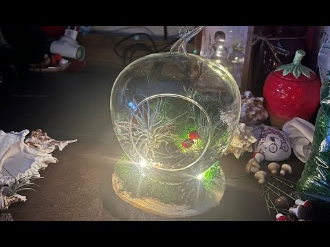 Видео: Флорариум из Тилландсии. Сборка.