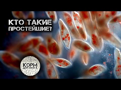 Видео: Кто такие простейшие?