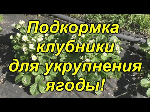 Видео: Клубника- чем её подкормить во время цветения?