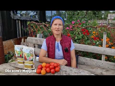 Видео: СОБИРАЮ КРАСНЫЕ , ВКУСНЫЕ ТОМАТЫ С КУСТА ДАЖЕ ОСЕНЬЮ! ПРОСТО ПРАВИЛЬНО ПОДКОРМИ