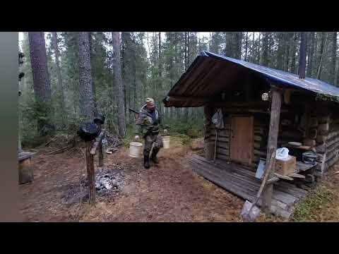 Видео: Чужаки на избе. Бобры-трудяги.