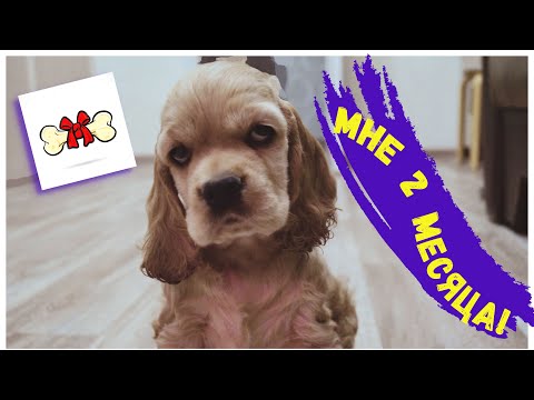 Видео: Нам 2 месяца!\ЩЕНОК в доме\Американский кокер - спаниель