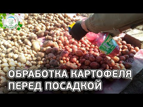 Видео: Обработка клубней перед посадкой. Химические и народные способы обработки картофеля.