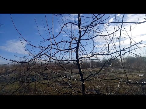 Видео: Обрізка яблуні 2024 рік мій варіант формування крони дерева