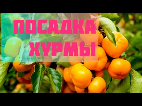 Видео: Посадка Хурмы.Будьте осторожны!!!