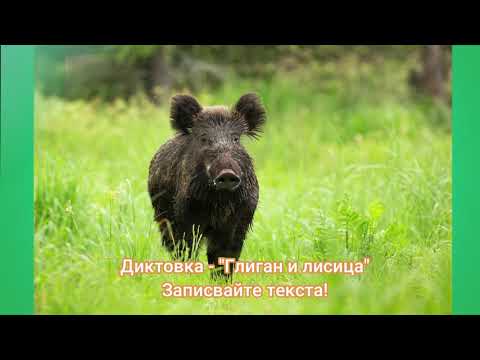 Видео: "Глиган и лисица" - диктовка
