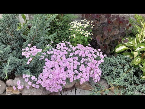 Видео: Клумба непрерывного цветения - ГВОЗДИКА ПЕРИСТАЯ  - яркий акцент вашей клумбы.