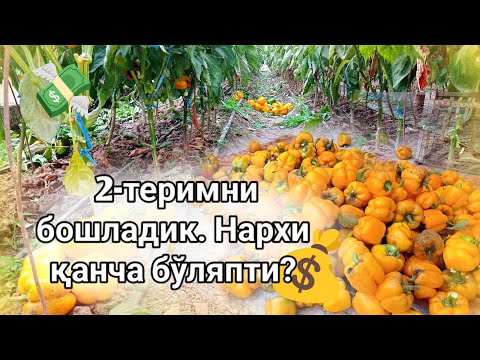 Видео: Булғор қалампирини 2-теримини бошладик. Нархи қанча бўляпти?