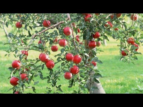 Видео: Сидр в домашних условиях!! Простой рецепт...