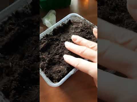 Видео: Первые числа апреля. Сею огурчики, астры , бархатцы. К нам пришла зима.