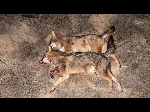 Видео: Два вечера охоты на шакала в Волгоградских степях в конце отпуска. Прицел Sytong XM06-50LRF.