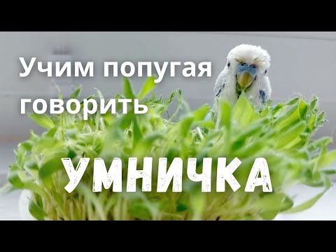 Видео: Учим попугая говорить "Умничка"
