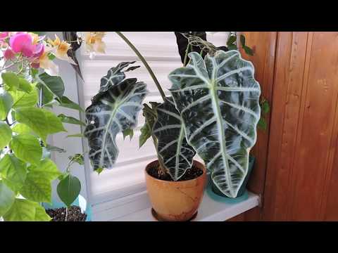 Видео: Алоказия Полли (Alocasia): цветение, уход и содержание (часть 1)