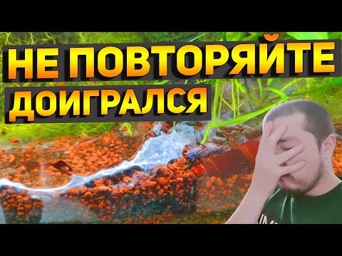 Видео: Такой ВОДОРОСЛИ в АКВАРИУМЕ у меня еще не было! Спасибо за советы и рекомендации!