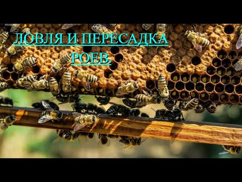Видео: Ловля и пересадка роев. Роеловство. Пчеловодство.