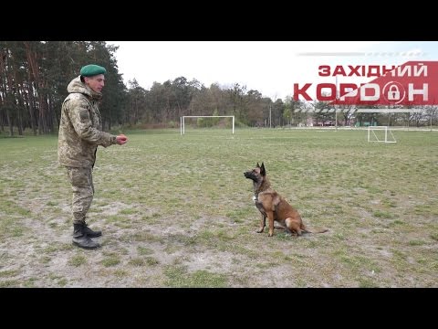 Видео: Як навчити собаку команди «ДО МЕНЕ»? Поради прикордонника-кінолога.
