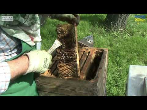 Видео: Відео №163.  Альпійський вулик. Один із варіантів першого розширення гнізда  бджолородини.