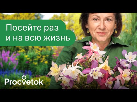 Видео: КЛУМБА ЗАСЕЕТ СЕБЯ САМА! Самые красивые цветы, которые размножаются самосевом