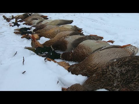 Видео: ОХОТА НА УТКУ С ПОДСАДНЫМИ В НОЯБРЕ! ОТЛИЧНО, ЗАКРЫЛИСЬ!!!СЕЗОН ОХОТЫ НА УТКУ 2022 ЗАВЕРШЕН!!!