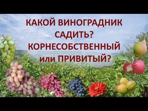 Видео: @Какой виноградник садить, корнесобственный или привитый?