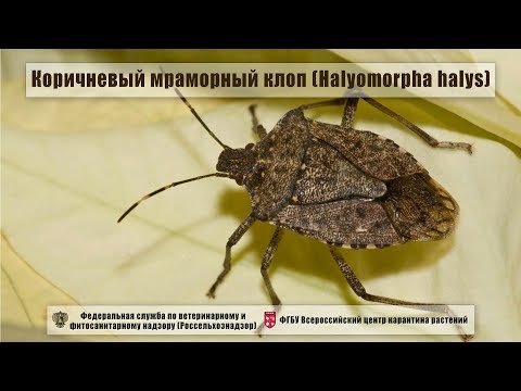 Видео: Коричневый мраморный клоп (Halyomorpha halys)