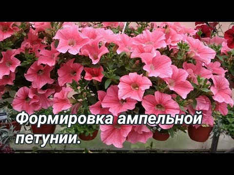 Видео: Ампельная петуния без лысой середины! Прищипка, формировка.