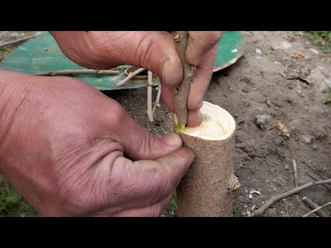 Видео: Тутовая прививка.Новым методом.