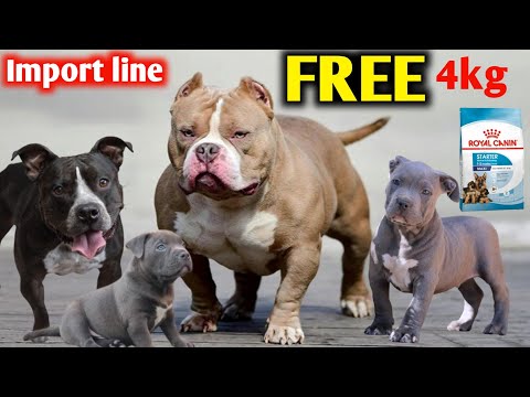 Видео: ИМПОРТНАЯ ЛИНИЯ American bully | БЕСПЛАТНО 4 КГ Royal Canin и аксессуары